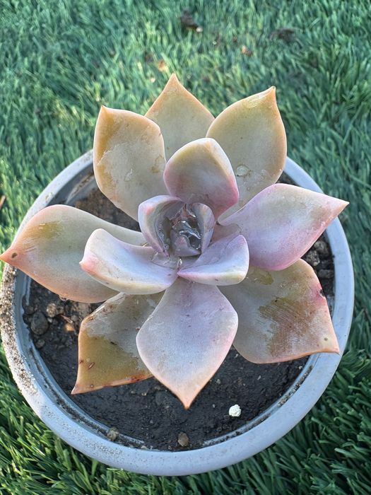 Echeveria pulvinata,,Ruby’’; Echeveria pulvinata Frosty’’; Echeveria ,,Melaco’’;Agavoides; Graptoveria,,Fred Eyves’’; Sedeveria Letizia- preço 1€