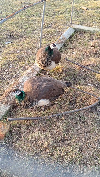 Paw, pawie samice 2025