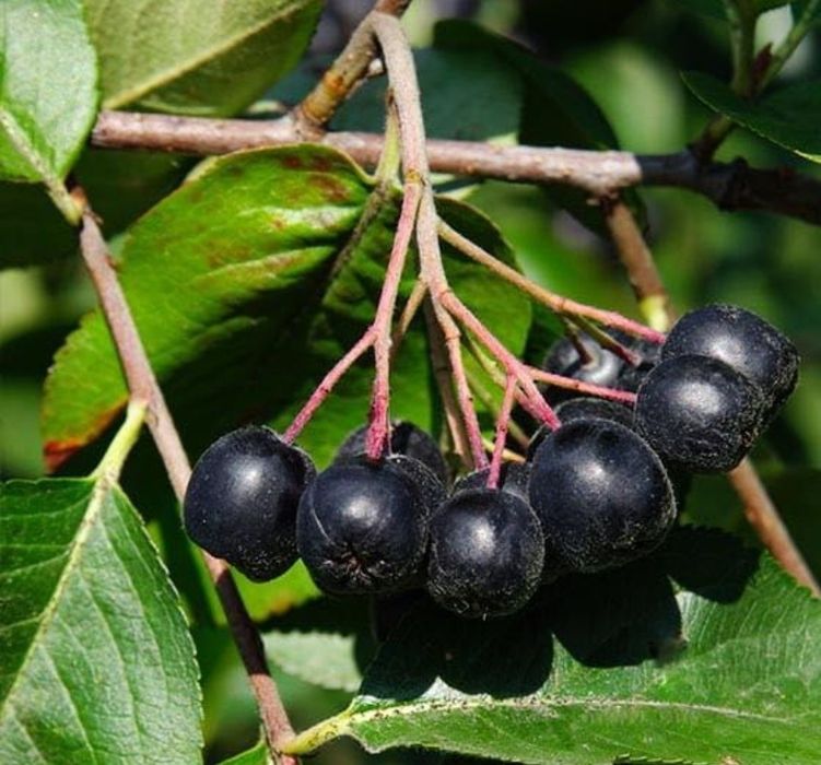 Na sprzedaż aronia