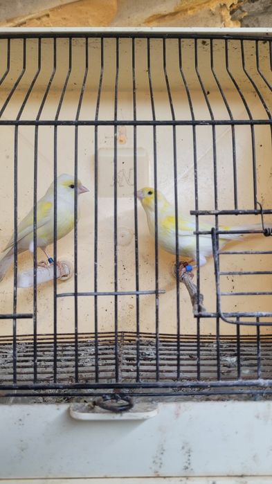 Canarios prontos a criar