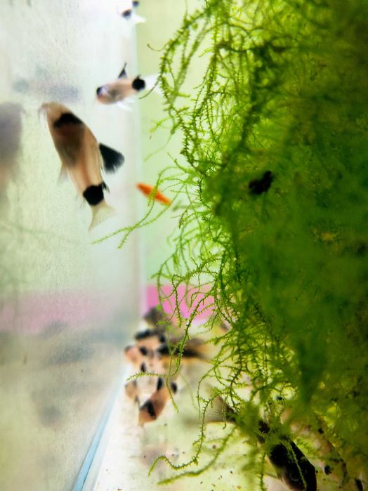 Kirys Panda, Czarny, Pstry