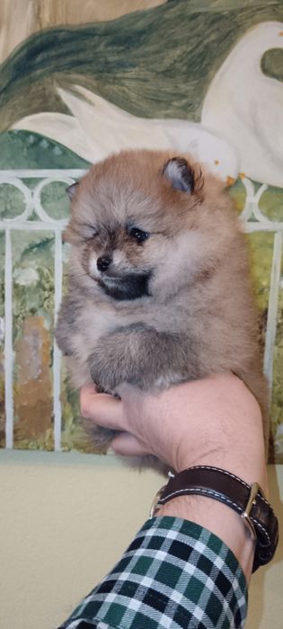Spitz Alemão Anão ou Lulu da Pomerânia