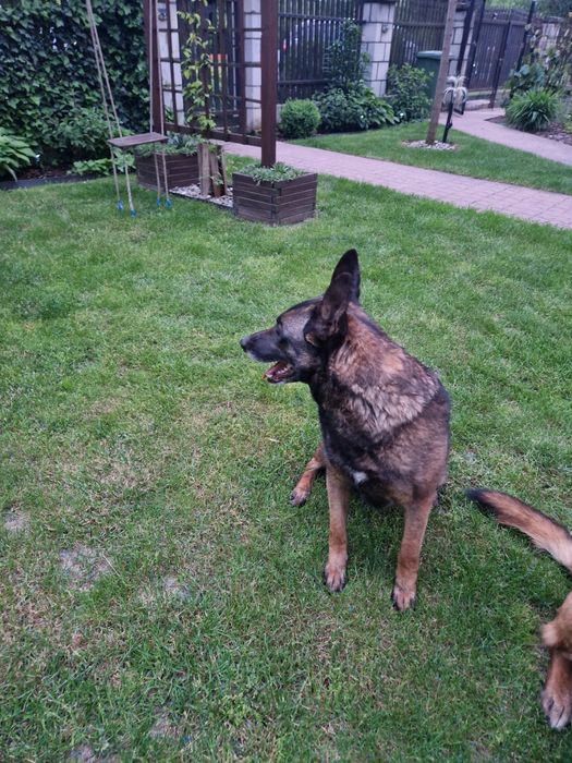 Owczarek belgijski malinois