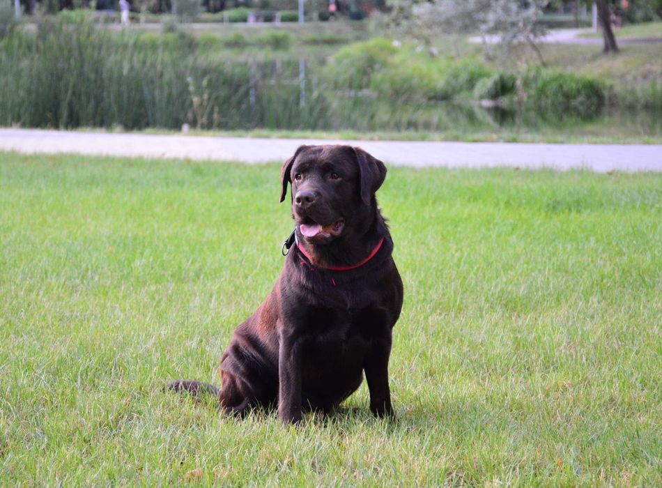 Вязка! Лабрадор шоколадного окраса!