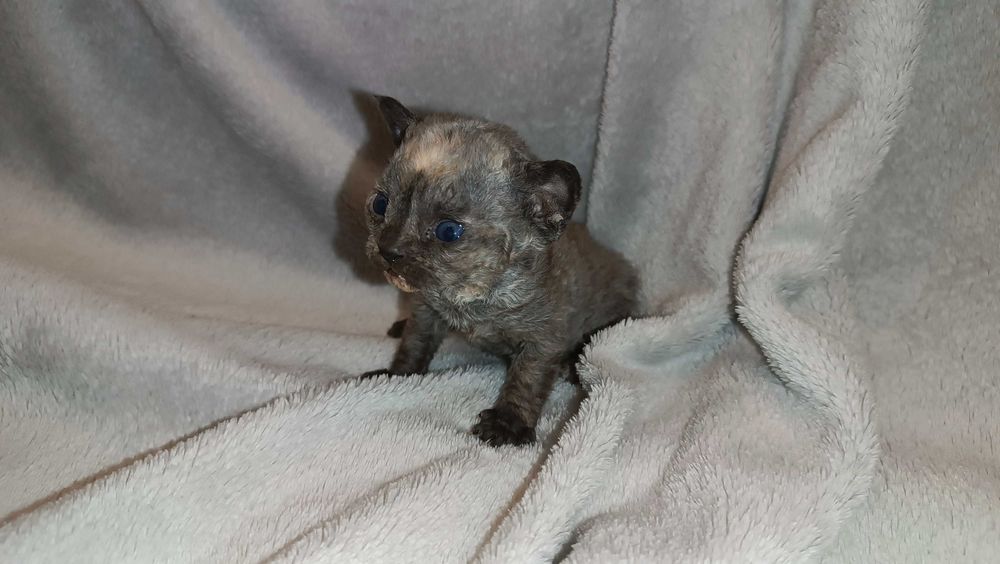 Devon Rex kocięta