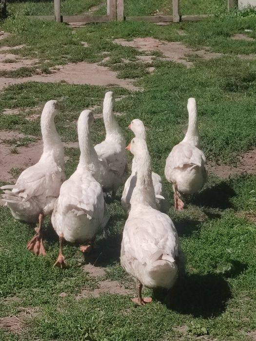 Продам гуси обмін
