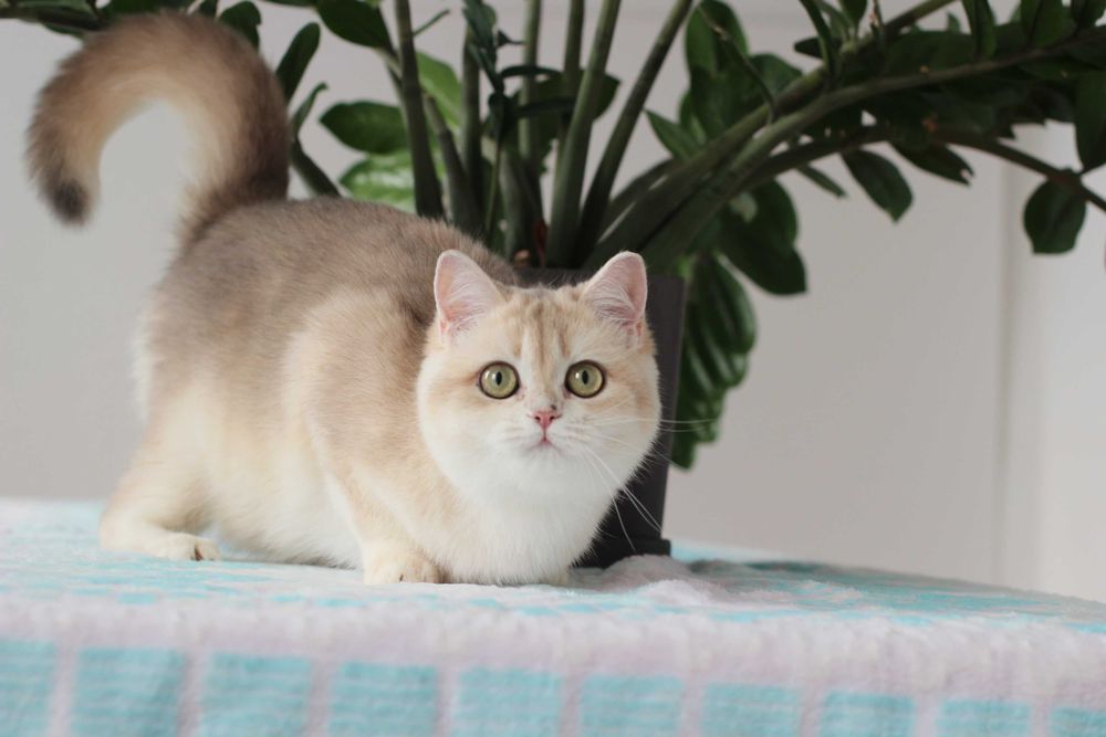 Британсьеі котики та киці