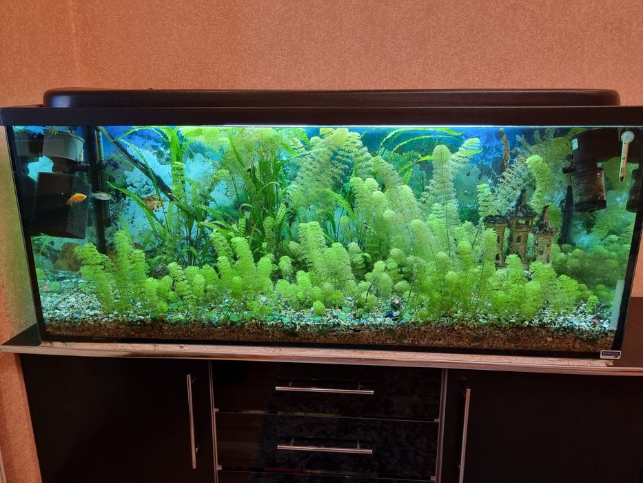 Акваріум з тумбою, цілий комплект, 2 фільтра, обігрівач, грунт, риби.