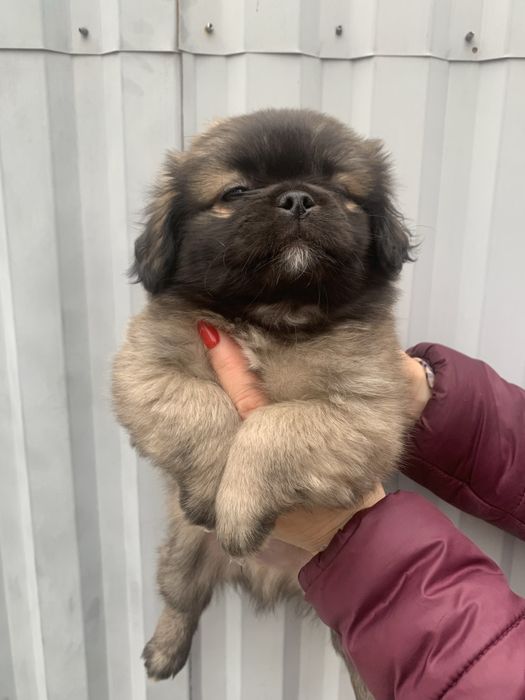 Продам цуценят Пекінесиків