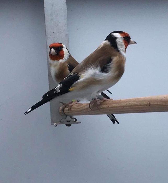 Pintassilgos anilhados com 2.5mm, faço envio