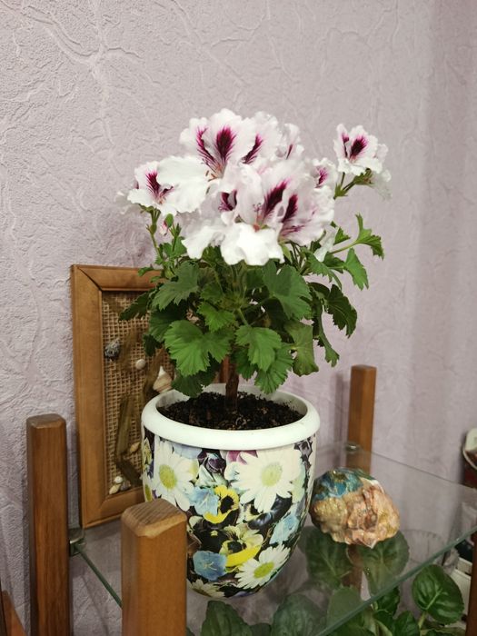 Королівська пеларгонія