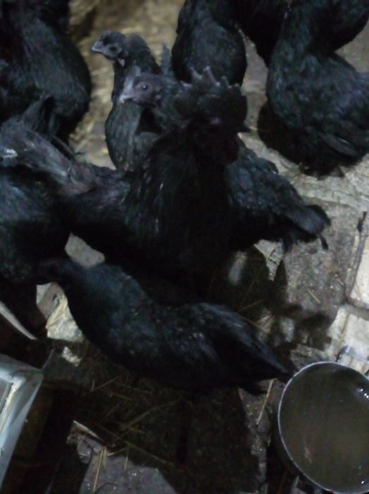 Ухей ілюй. Молоді півники.