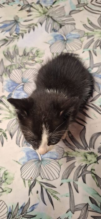 Gatinho macho preto e branco para adoção