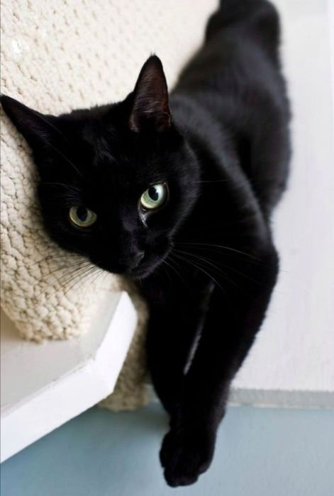 Salem i Imbir szukają miłości :)