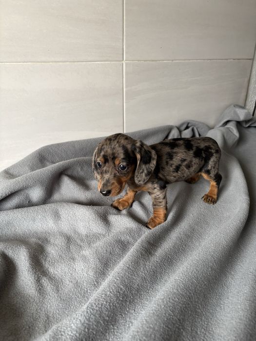 Teckel femea  azul arlequim miniatura