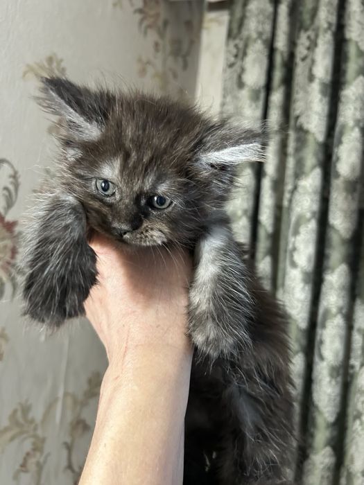 Мейн кун девочка