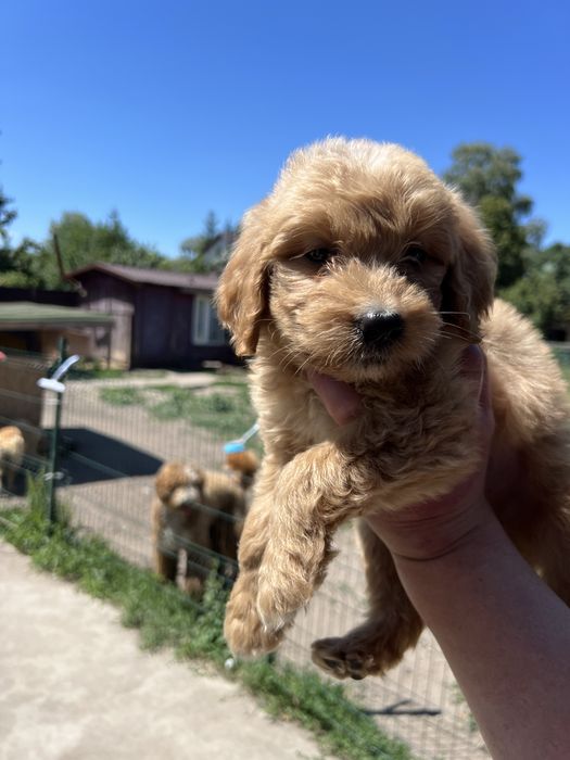 Цуценята голдендудлів