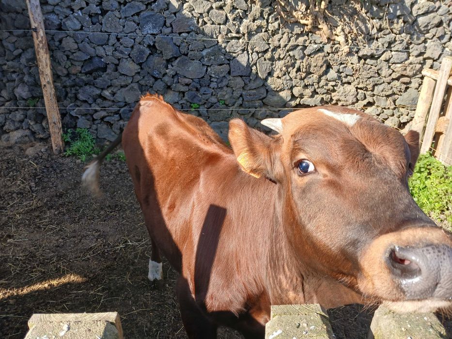 Macho cruzado de carne