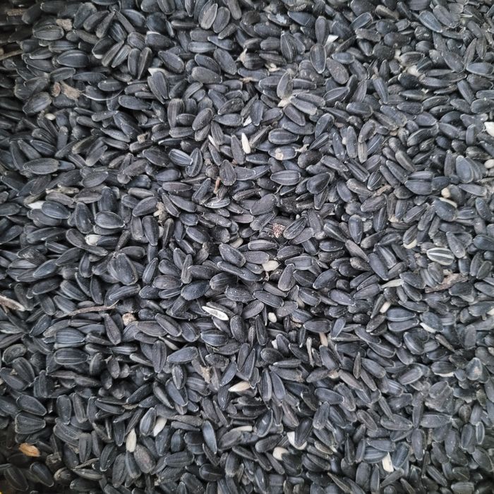 Słonecznik czarny pokarm dla ptaków do karmnika karma