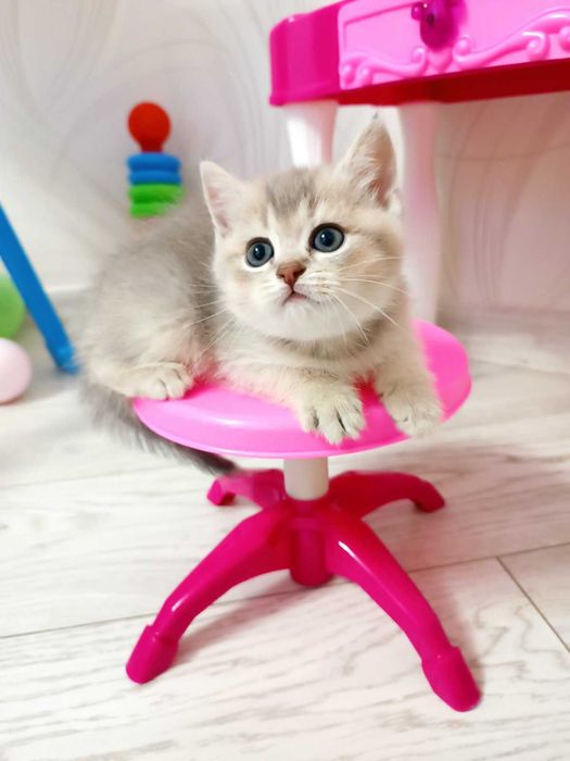 Киця срібна шиншилка