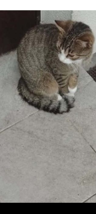 Zaginął kot  Podkowa Leśna. Nadarzyn i okolice.