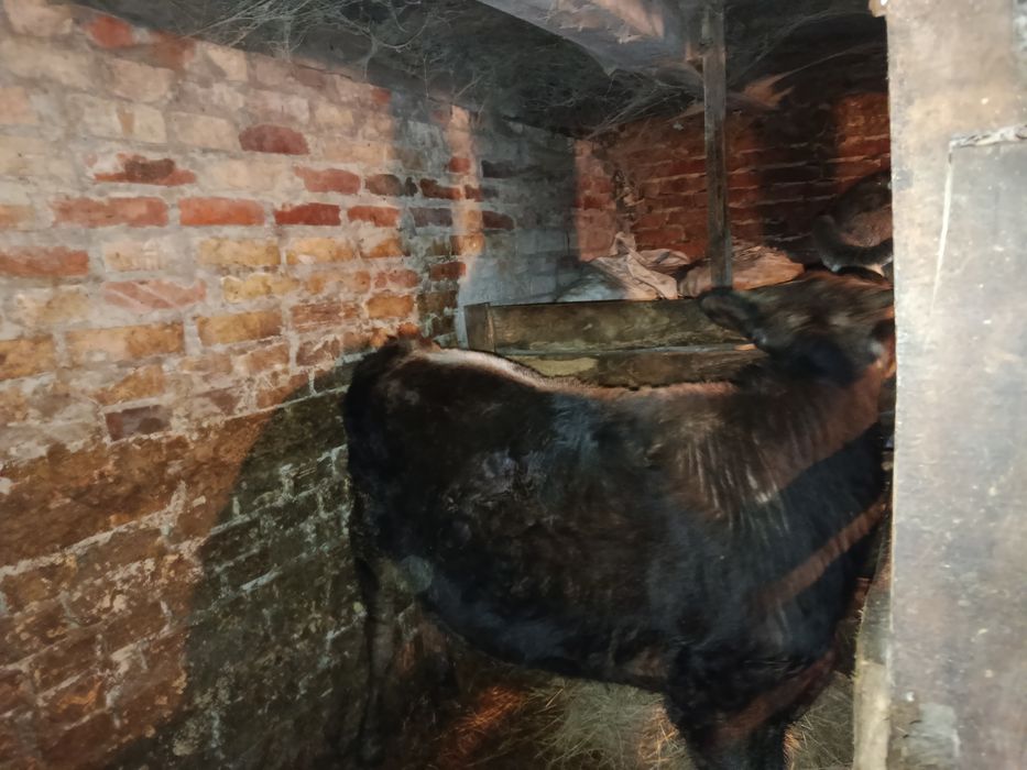 Продам бичка, породи Джерсі .