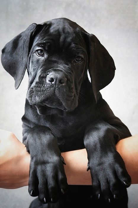 Cane Corso Italiano - ZkwP/FCI piękny samiec