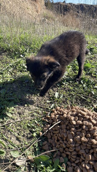 Выкинули на свалку 3х братиков. Ели мусор и отходы(есть видео)