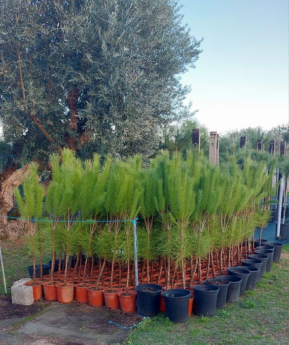 Lote 50 pinheiros mansos 1.20/1.40