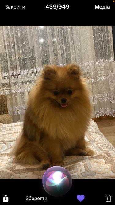 Pomeranian  Spitz