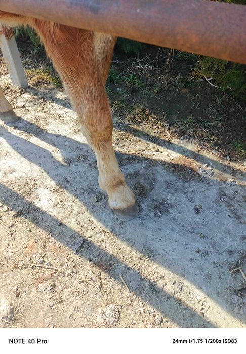 Klaczka sztumska roczna