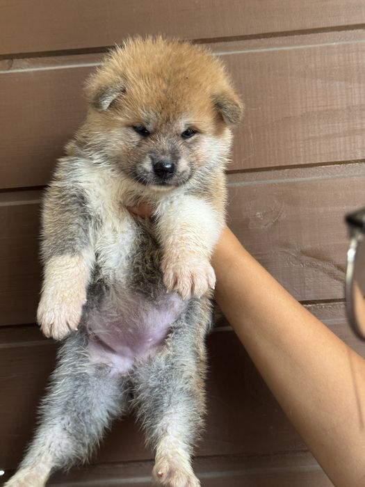 Akita Inu Japonês - Linha Argentina e Russa