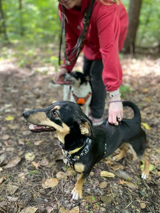 Wesoły,mały młody Gacek szuka domu