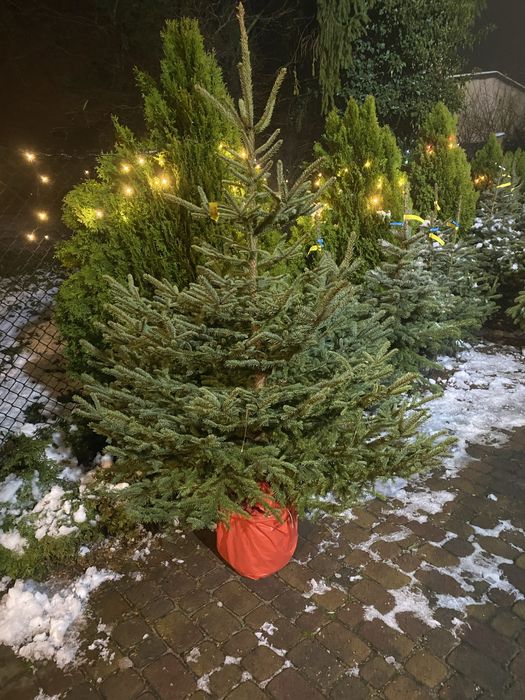 choinka choinki jodła kaukaska, swierk klujacy, pospolity w doniczce