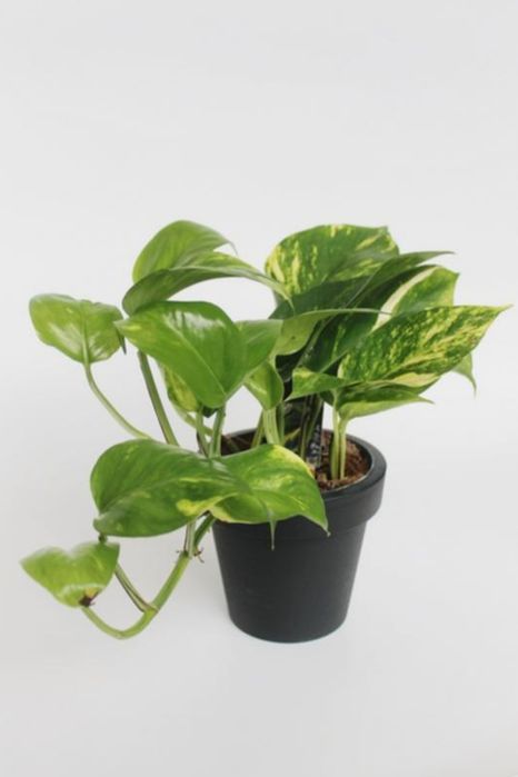 Плющ сциндапсус, епiпремнум Marble queen gold