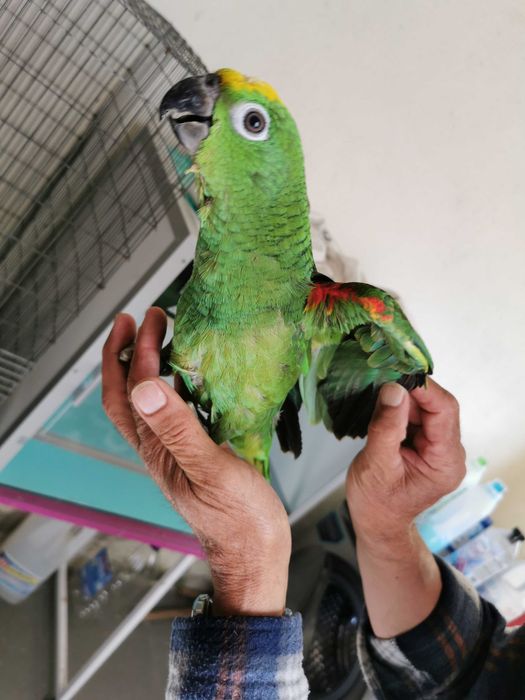 Papagaio amazona ochrocephala