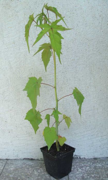 KETMIA BYLINOWA Coccineus KRWISTA - sadzonki w doniczkach!!!