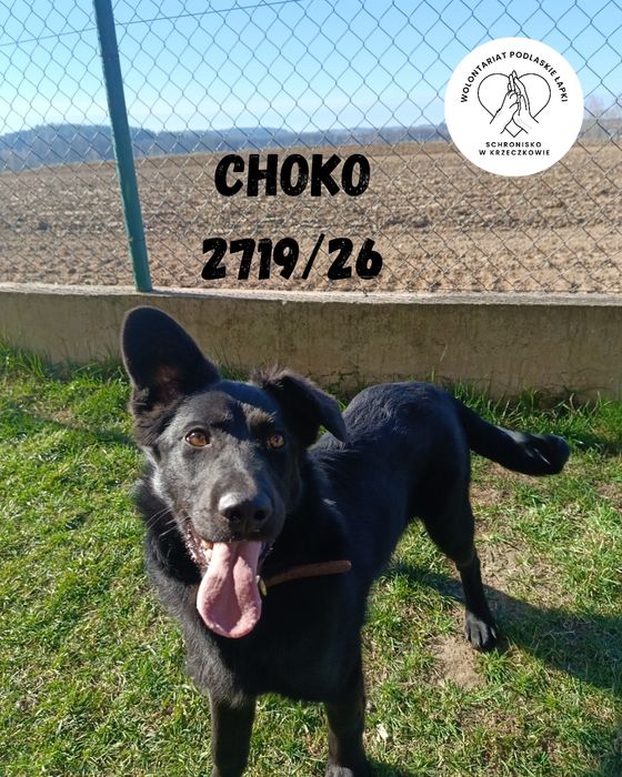 Szczeniak Choko szuka domu