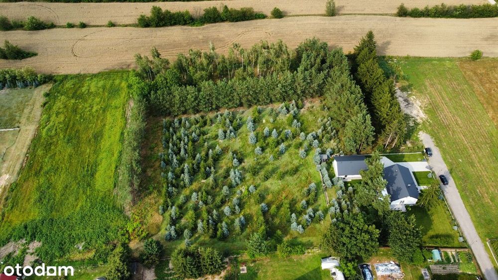 Urokliwa działka budowlana 1104 m² | MPZP | Cisza i świerkowy klimat