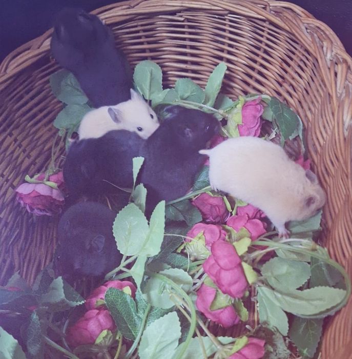 Chomiki syryjskie tylko czarne.