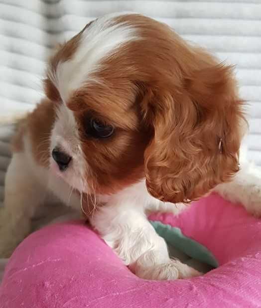 CAVALIER King Ch. Spaniel. Piękny Piesek do odbioru. Rodowód.