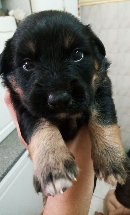 Pet-sitting/ Tomo conta de animais