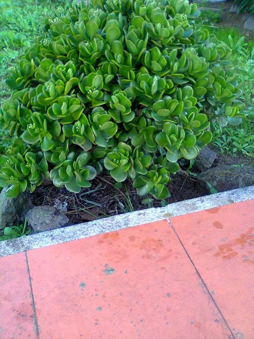 Plantas Suculentas