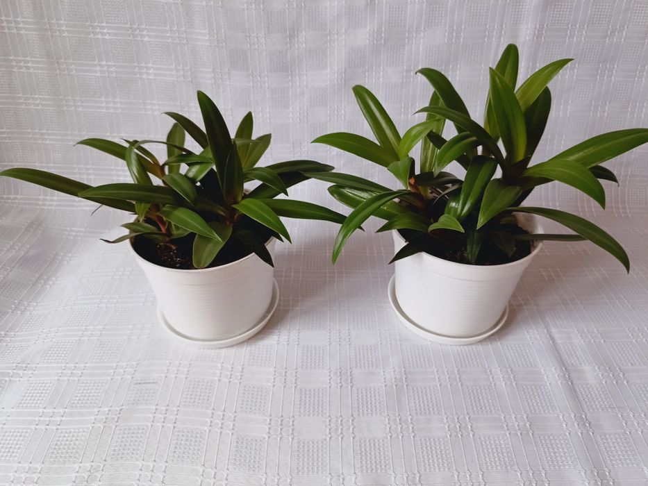 Kwiatek doniczkowy zielono - różowy