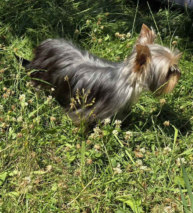 Piesek roczny Yorkshire terrier
