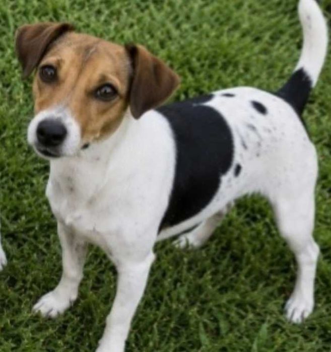 Jack Russel  macho