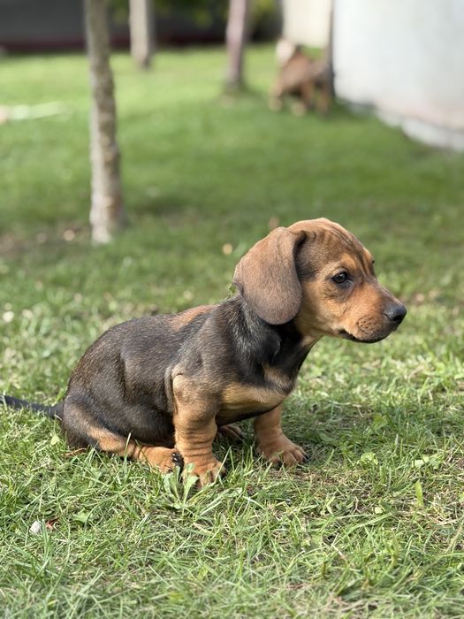 Piesek Jamnik Krótkowłosy Miniaturowy - Rudy, Merle i Czarny Podpalany