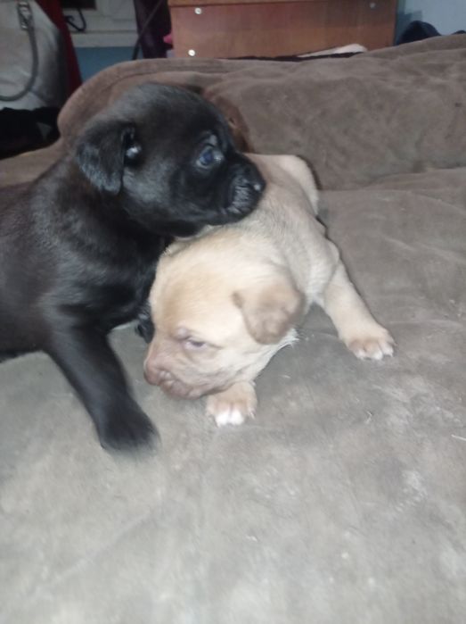 Шикарні цуценя бронюйте