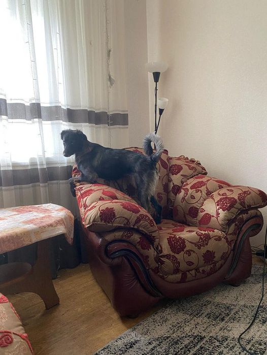 Собака в добрі руки