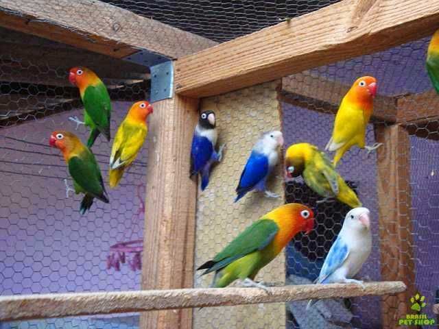 Troco varias gaiolas grandes e pequena q tenho p aves ou outras coisas